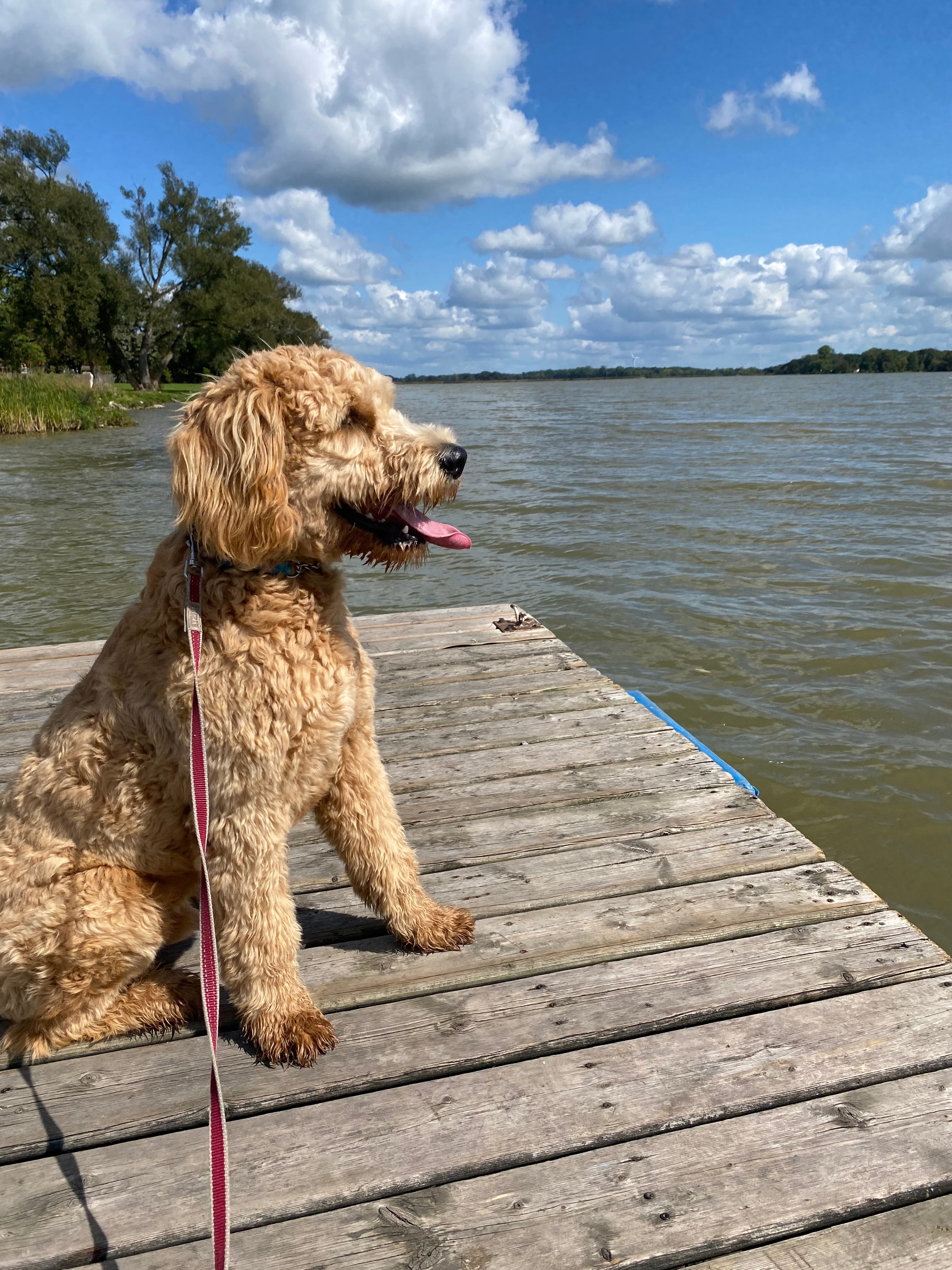 Dog on a leash standing on a wooden dock by a body of water with a blue sky.